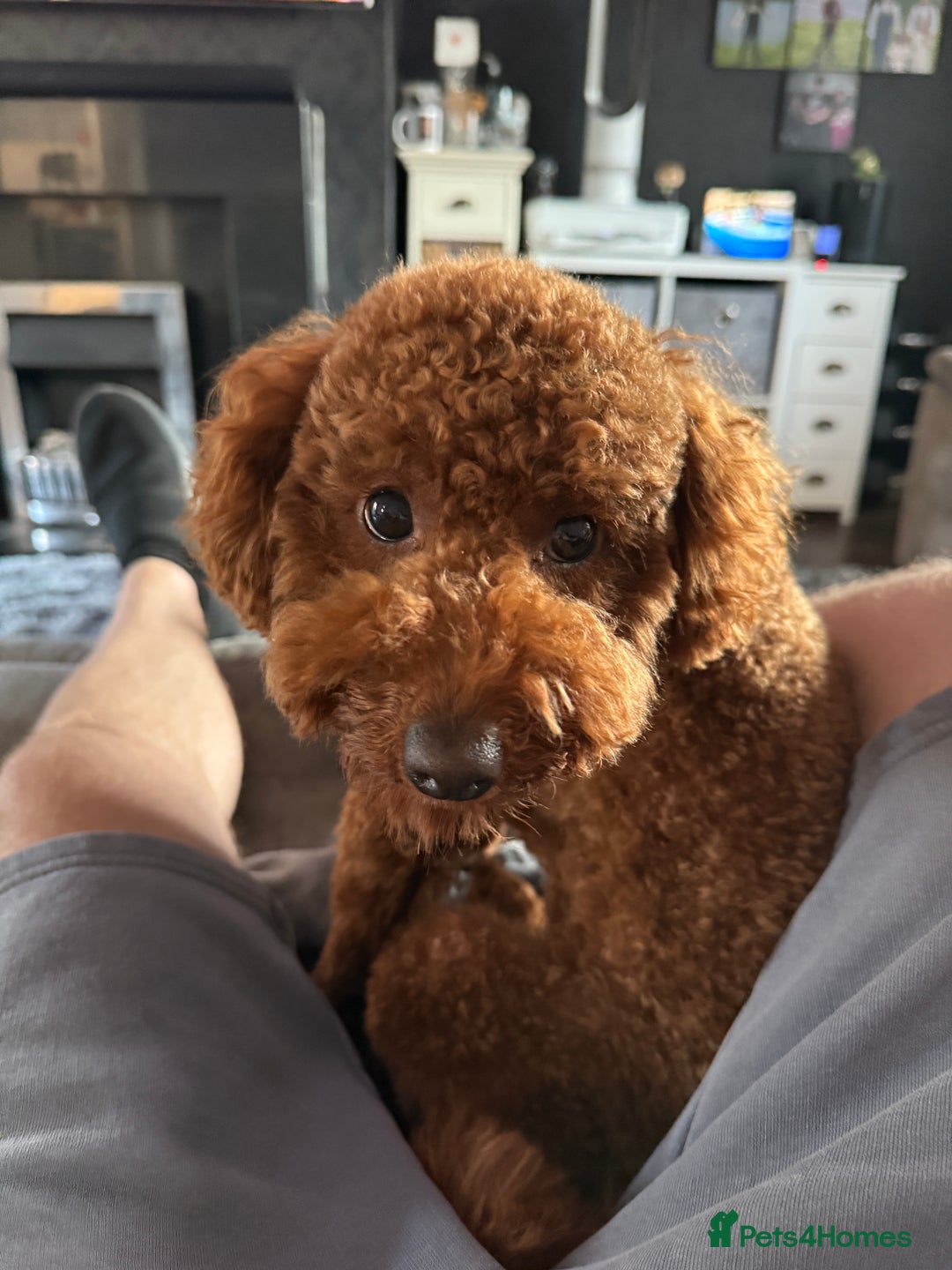 Miniature Poodle dogs for sale: Miniature/toy poodle 1 year old boy (Otis)  - Image 2