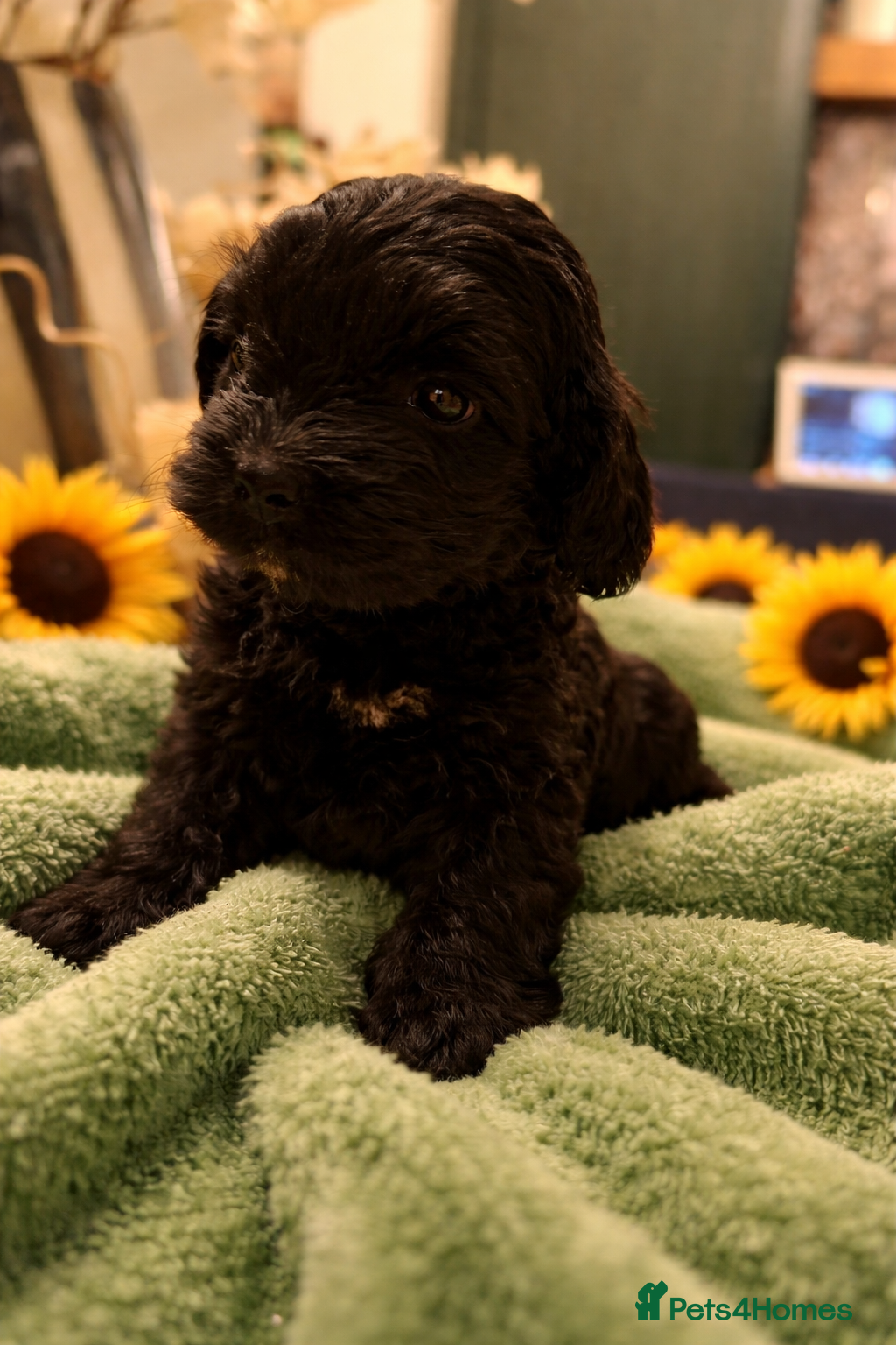 Cockapoo dogs Absolutely stunning cockapoos puppies  - Advert 18