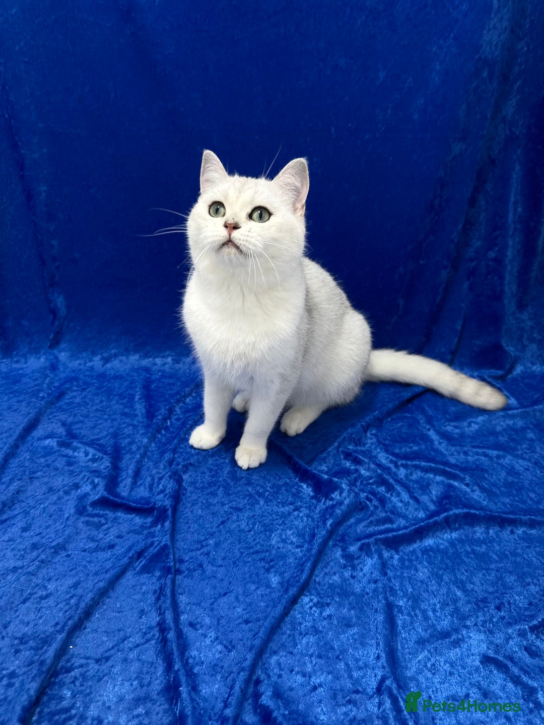 British Shorthair cats for sale: Active registered GCCF British short hair male  - Advert 4