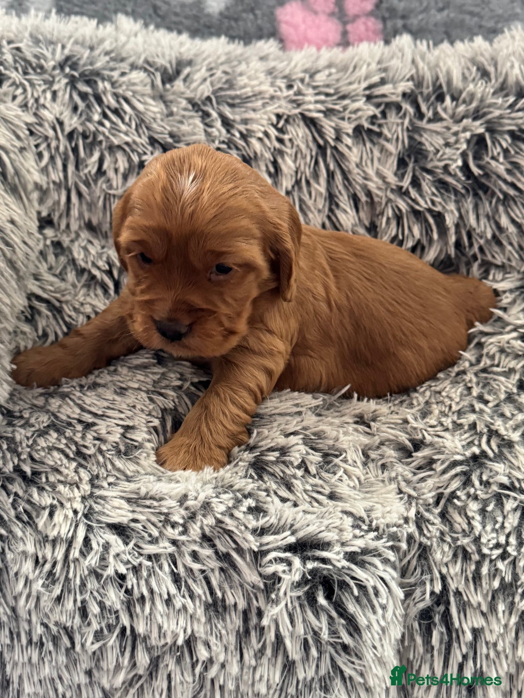 Cocker Spaniel dogs for sale: Show Type Cocker Spaniel Puppies – Girls Only - Advert 2