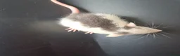 Rat rodents for sale: Baby Dumbo Rats - Advert 9