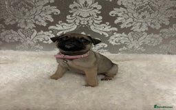Pug dogs for sale: 2 beautiful girl pugs - READY NOW !!! - Image 3