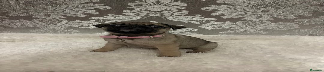 Pug Puppy 1