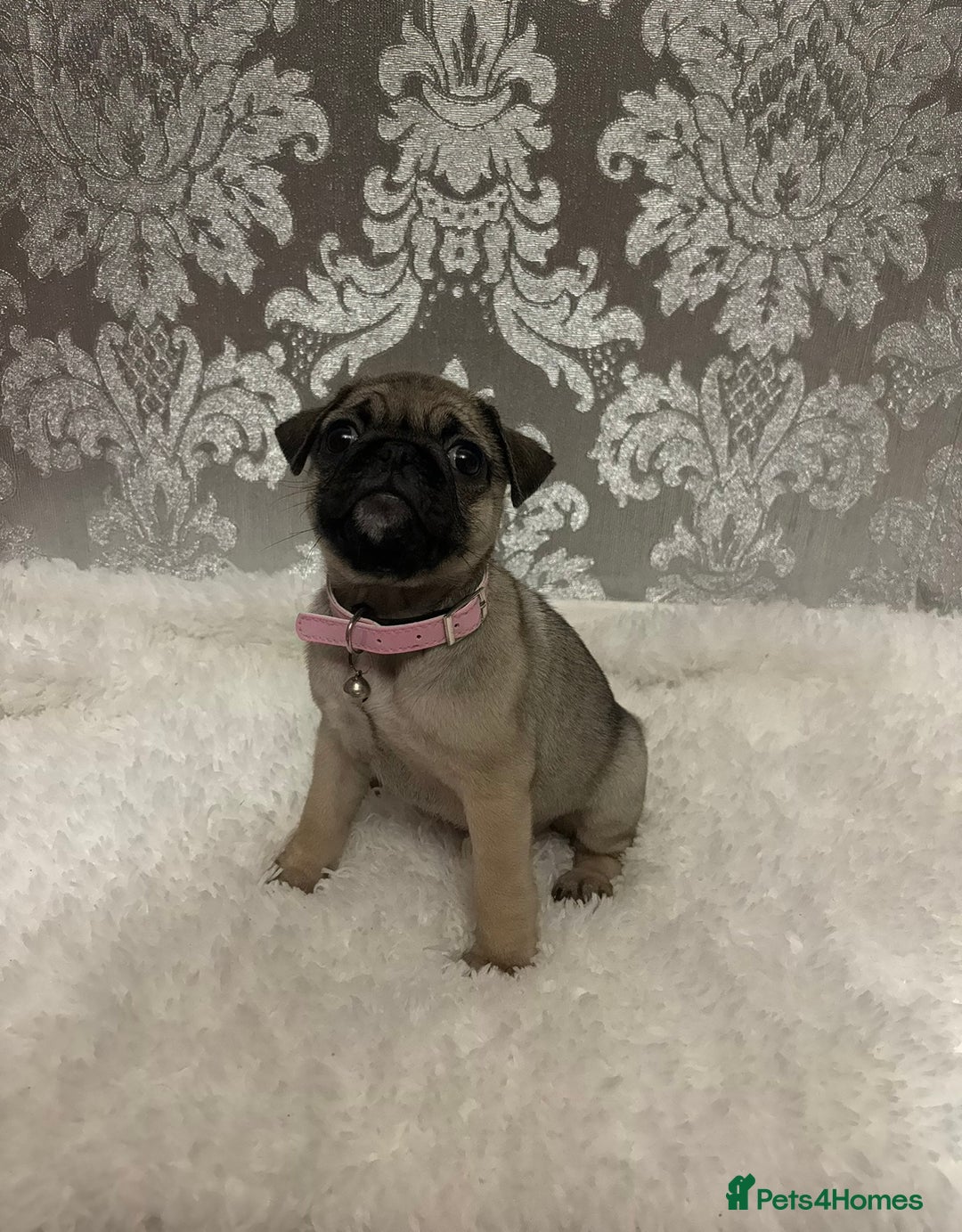 Pug dogs for sale: 2 beautiful girl pugs - READY NOW !!! - Image 3