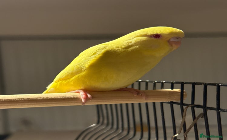 Budgerigars birds Budgies for sale pair of males  Runcorn reserved  - Advert 13