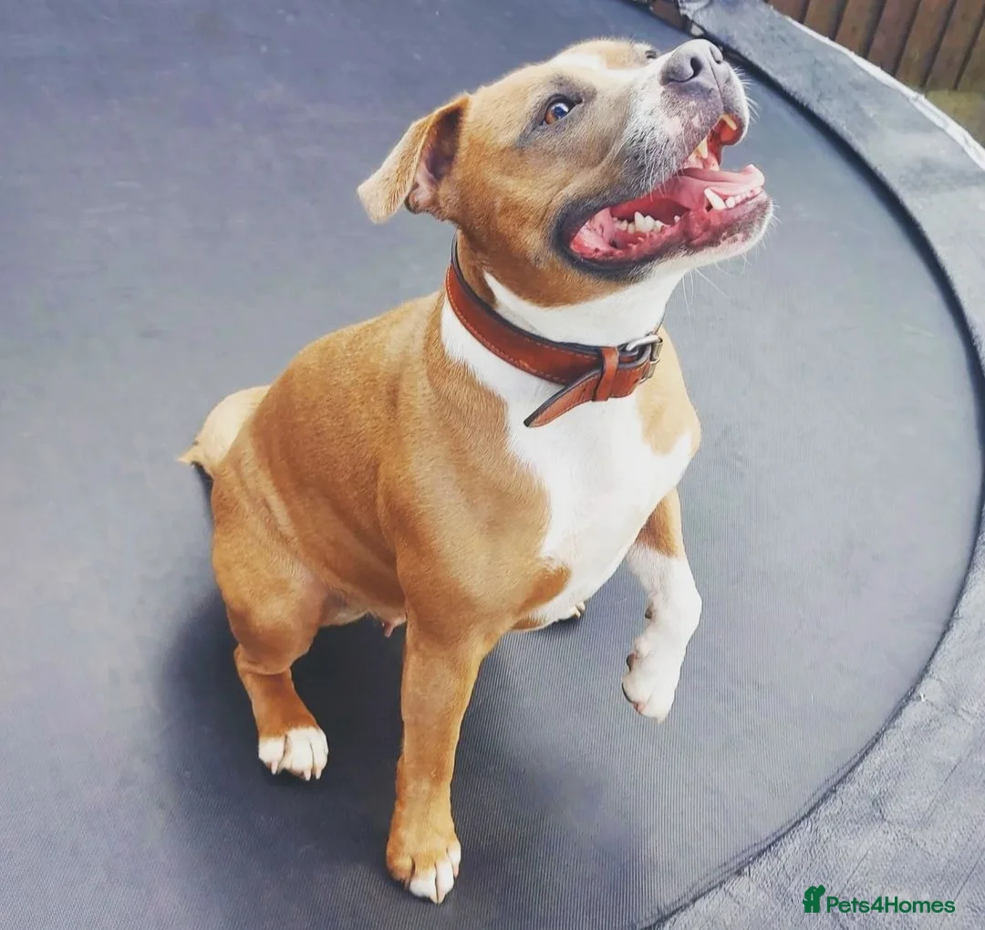 Staffordshire Bull Terrier dogs for stud: Red Staffordshire Bull Terrier Stud in Wolverhampton - Advert 6