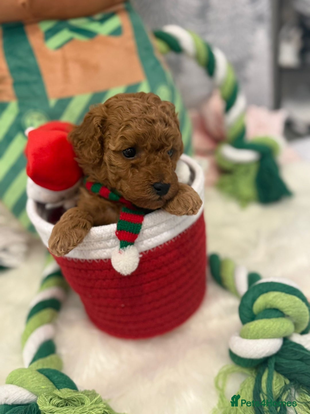 Toy Poodle dogs for sale: Tiny toy poodle puppy - Advert 8