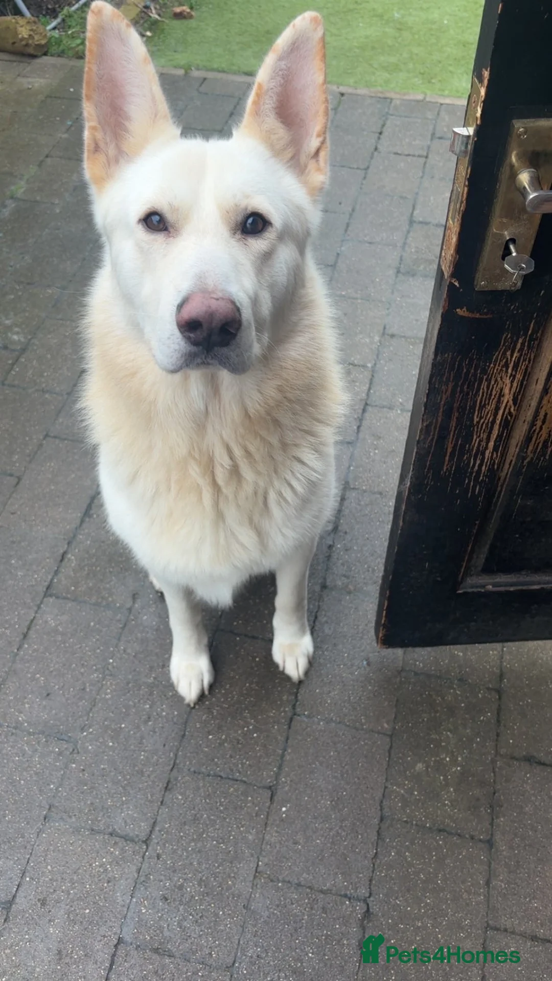 German Shepherd dogs for stud: ⭐️*RARE WHITE* GSD 4 Stud ⭐️ in Enfield - Advert 4