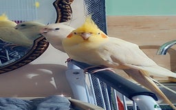 Cockatiels birds for sale: No adoption fees ... - Advert 6