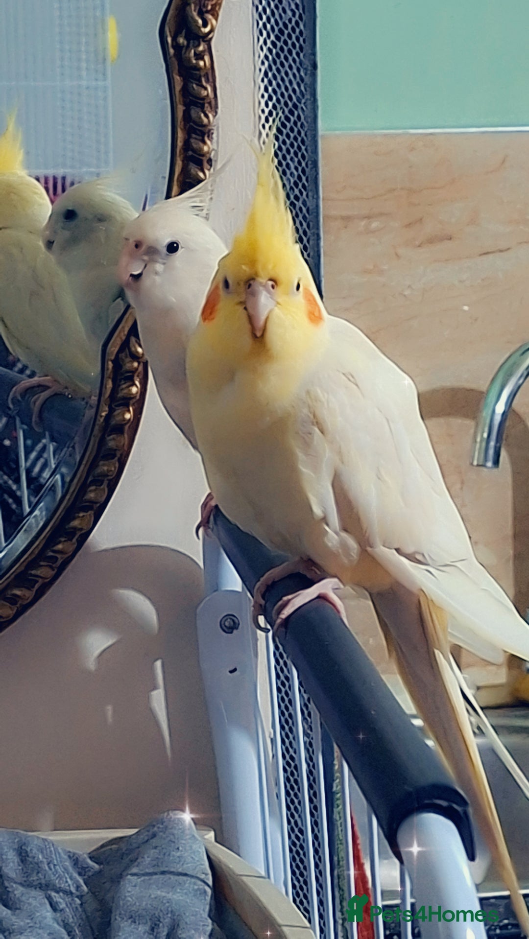 Cockatiels birds for sale: No adoption fees ... - Advert 6