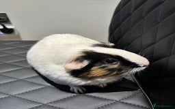 Guinea Pig rodents for sale: (Reserved) 2 Female Guinea Pigs for sale - Image 2