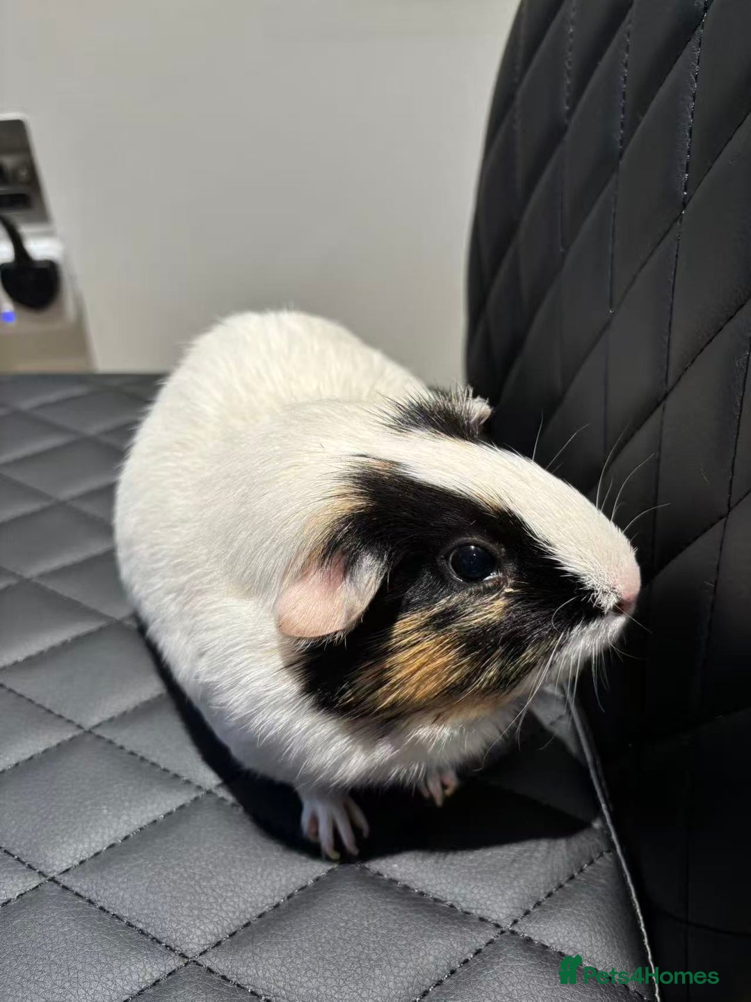 Guinea Pig rodents for sale: (Reserved) 2 Female Guinea Pigs for sale - Image 2