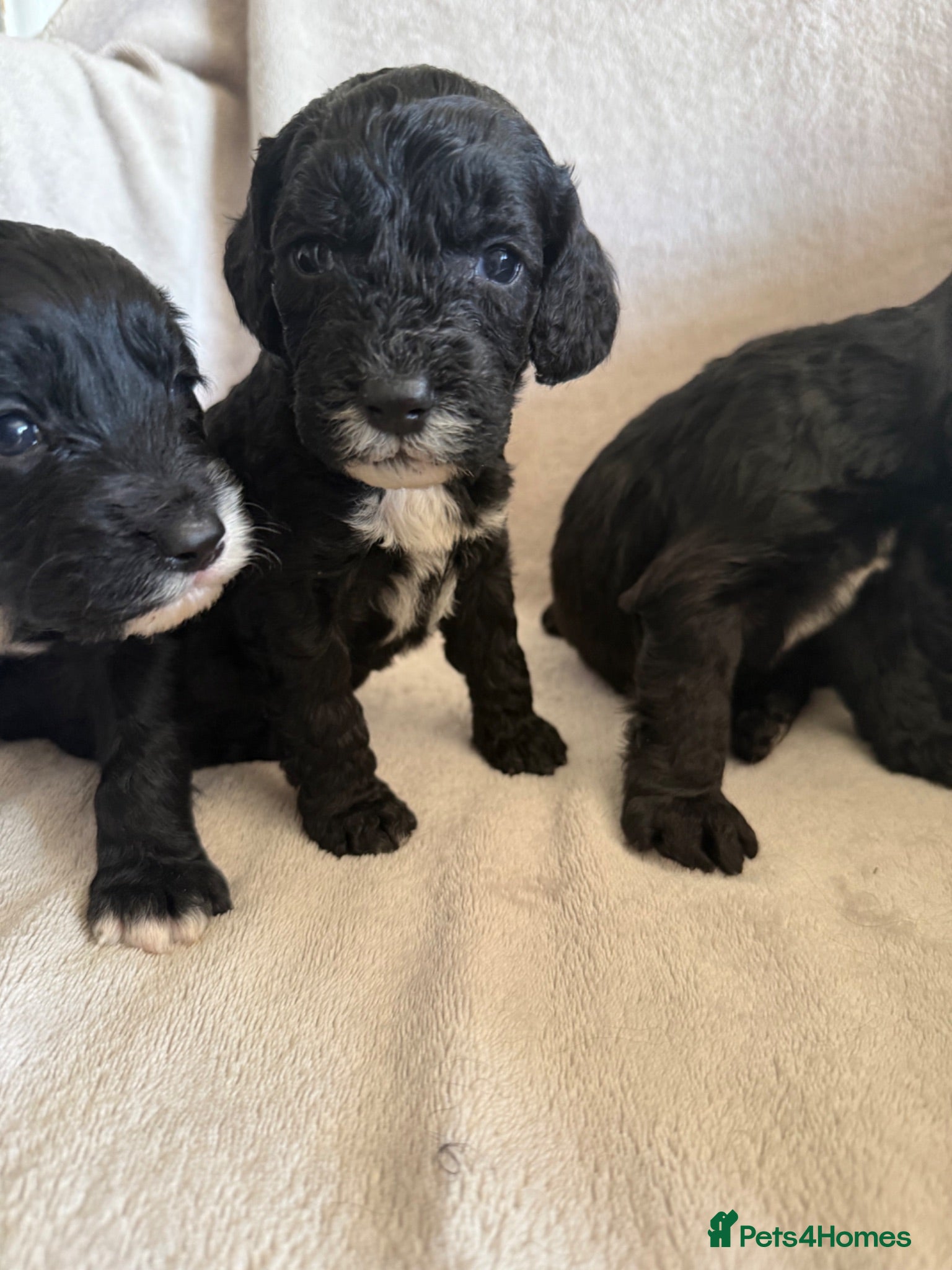 Cockapoo dogs Beautiful Cockapoo Puppies – Boys & Girls  - Advert 6