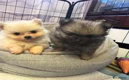 Pomeranian dogs for sale: Gorgeous Pomeranian puppies - Image 2