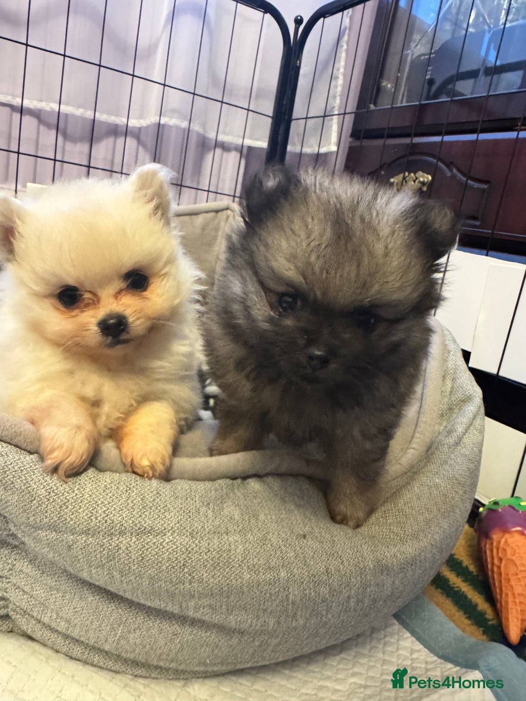 Pomeranian dogs for sale: Gorgeous Pomeranian puppies - Image 2