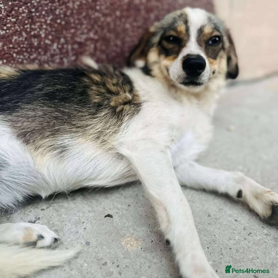 Mixed Breed dogs for adoption: Bouncy Betty - Advert 5