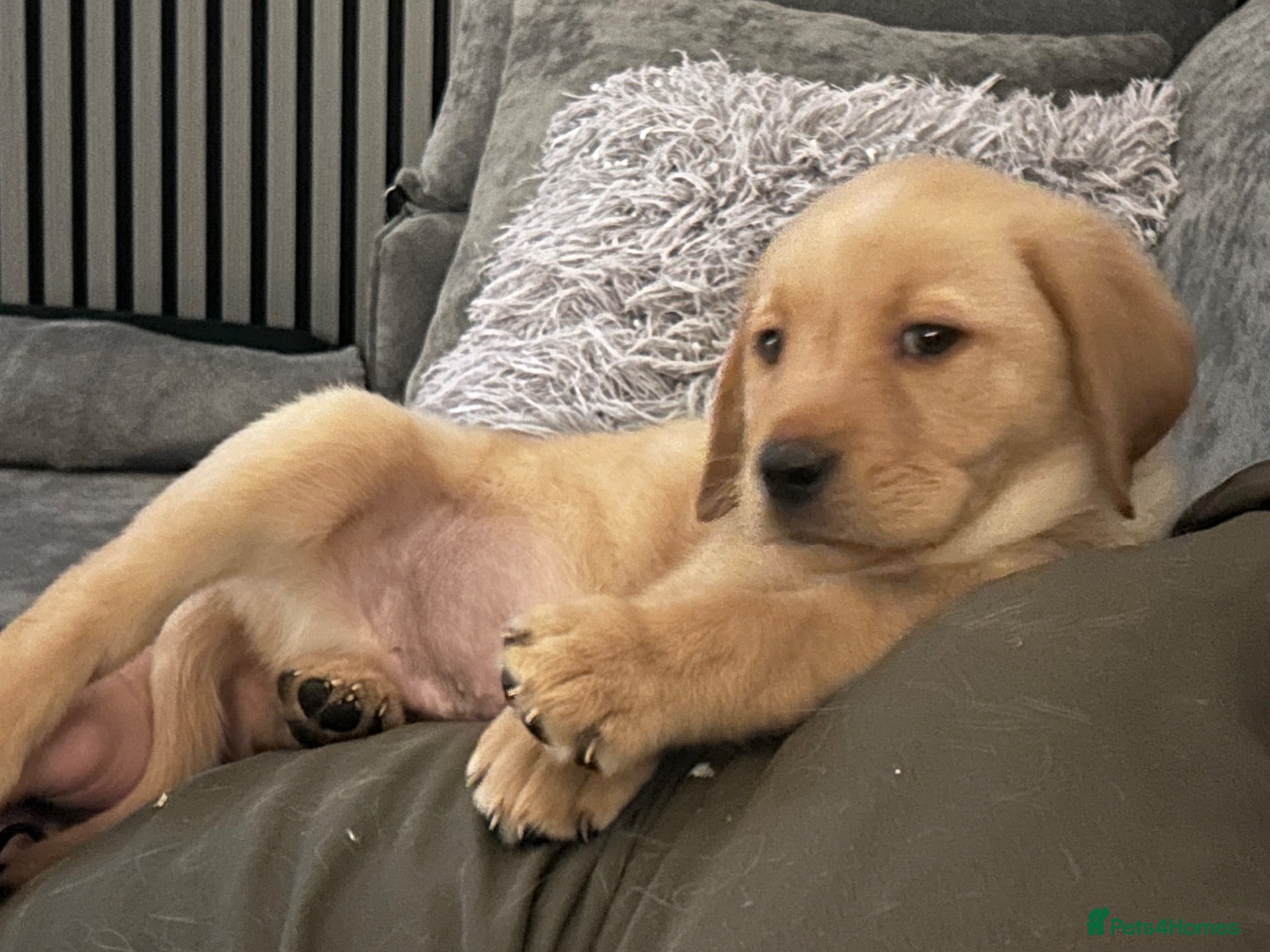Labrador Retriever dogs for sale: Available Now, Chipped & Immunised 2 Boys left - Advert 6