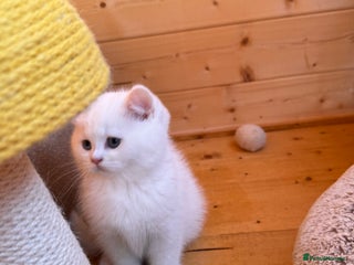 British Longhair cats BLACK FRIDAY OFFER £999 only!!! - Advert 15