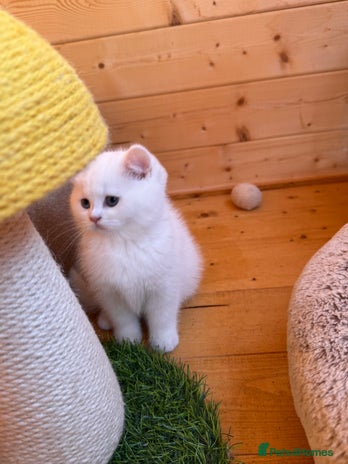 British Longhair cats BLACK FRIDAY OFFER £999 only!!! - Advert 1