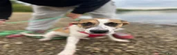 Mixed Breed dogs for adoption: Jillie 🐾 - Advert 7