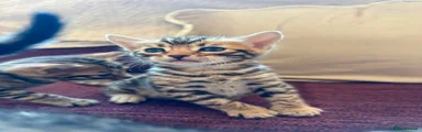 Bengal 3