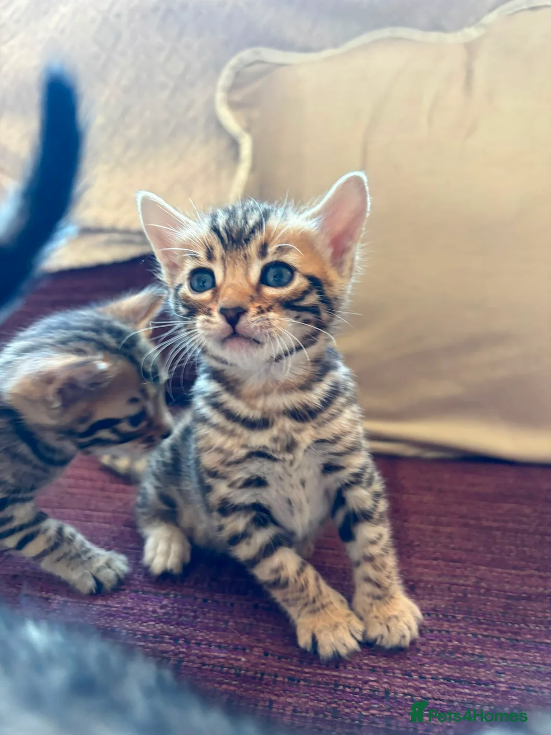 Bengal cats for sale: Pure bengal kittens in Oswestry - Advert 2