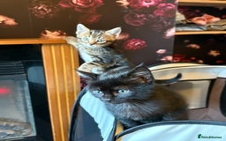 Mixed Breed cats for sale: Kittens - Advert 3