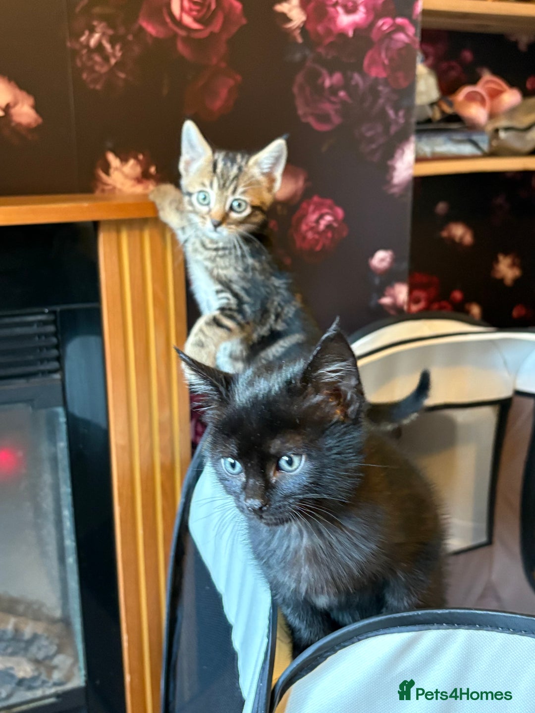 Mixed Breed cats for sale: Kittens - Advert 3