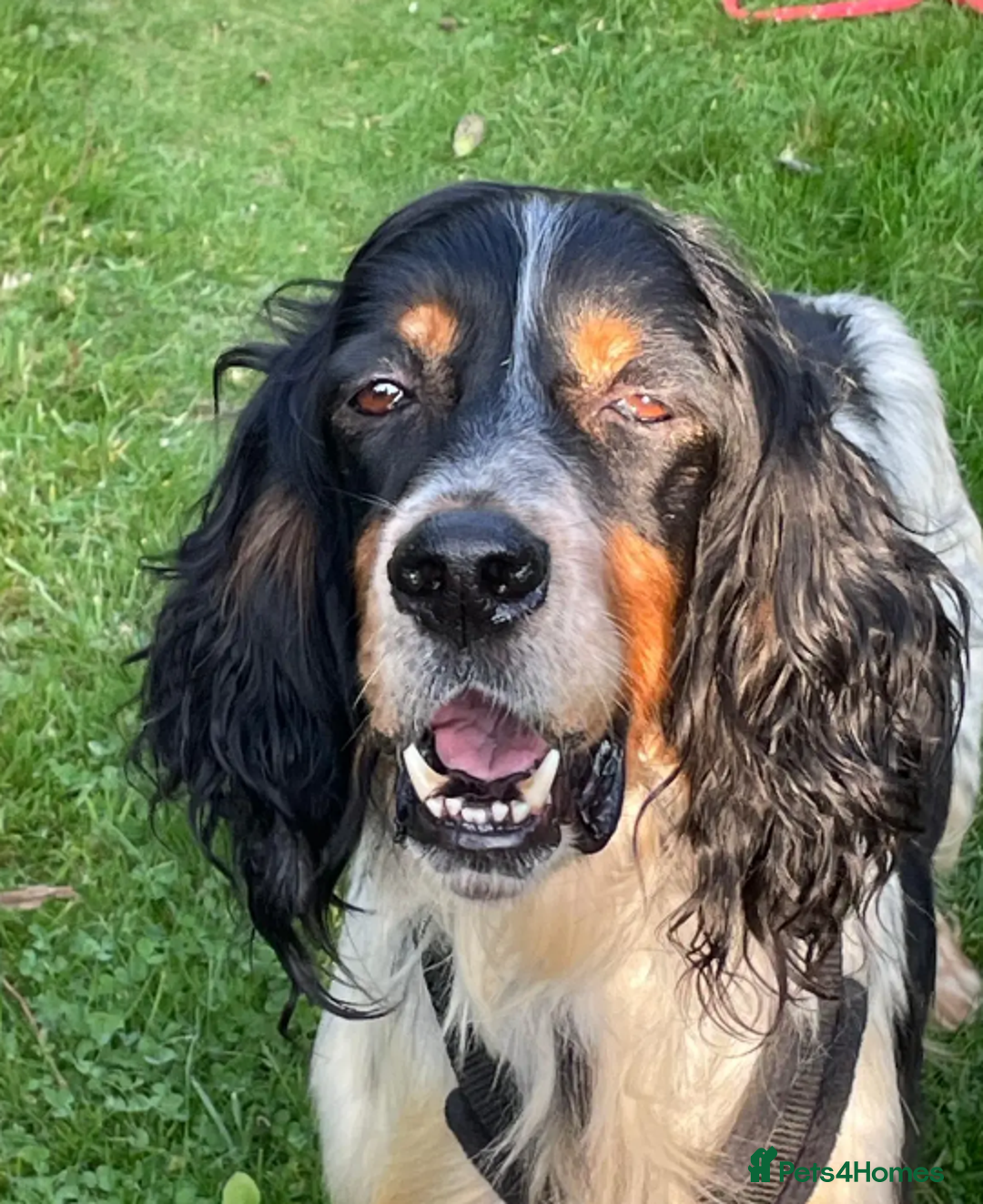 English Setter dogs for adoption: Coy   in Consett - Advert 1