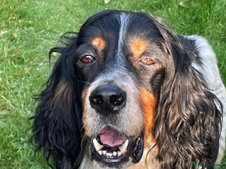 English Setter dogs in Consett - Advert 5