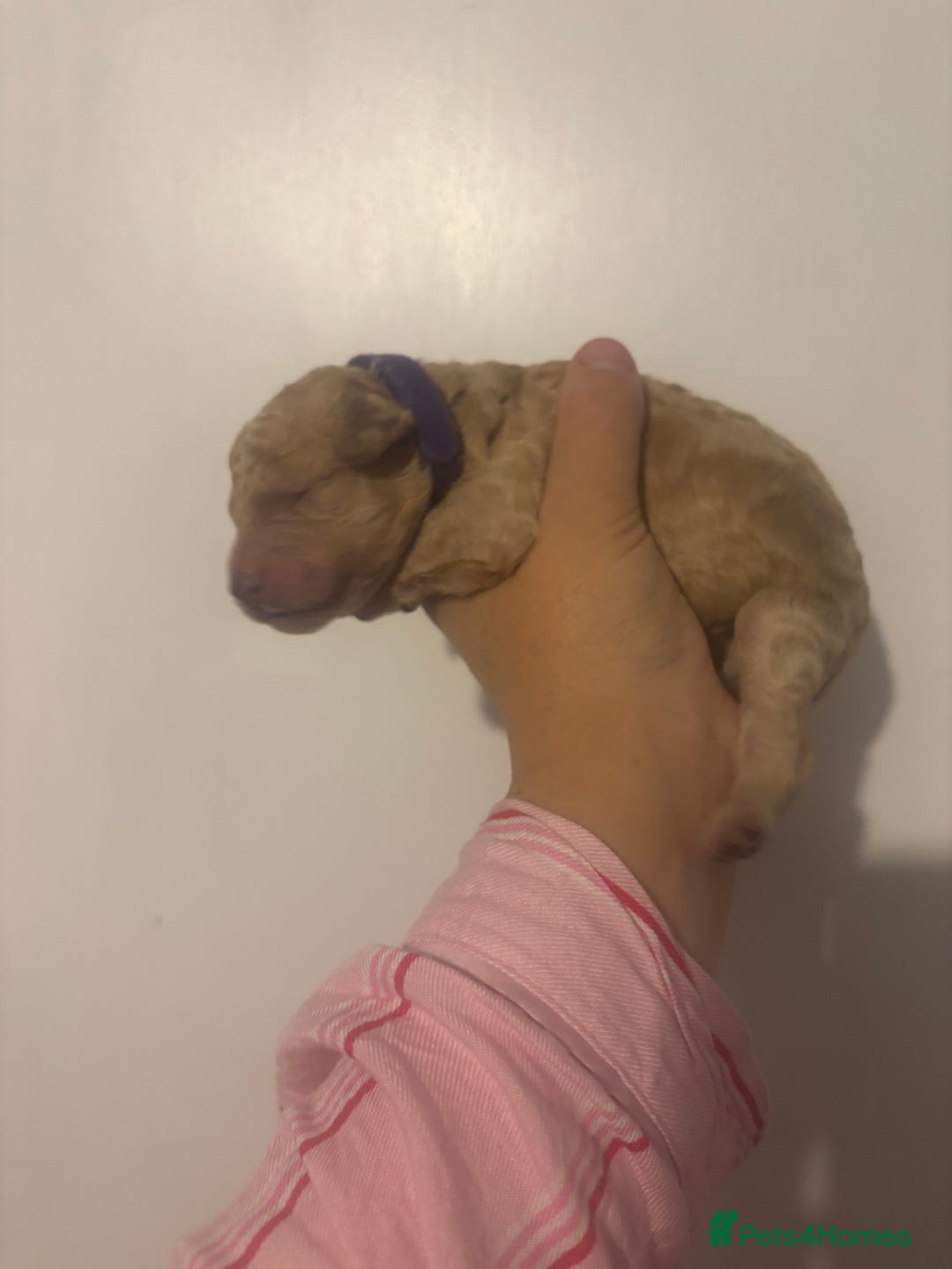 Standard Poodle dogs for sale: Beautiful litter of Standard Poodle Puppies  - Image 7