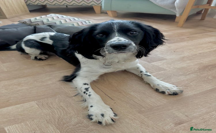 English Springer Spaniel dogs - Advert 3