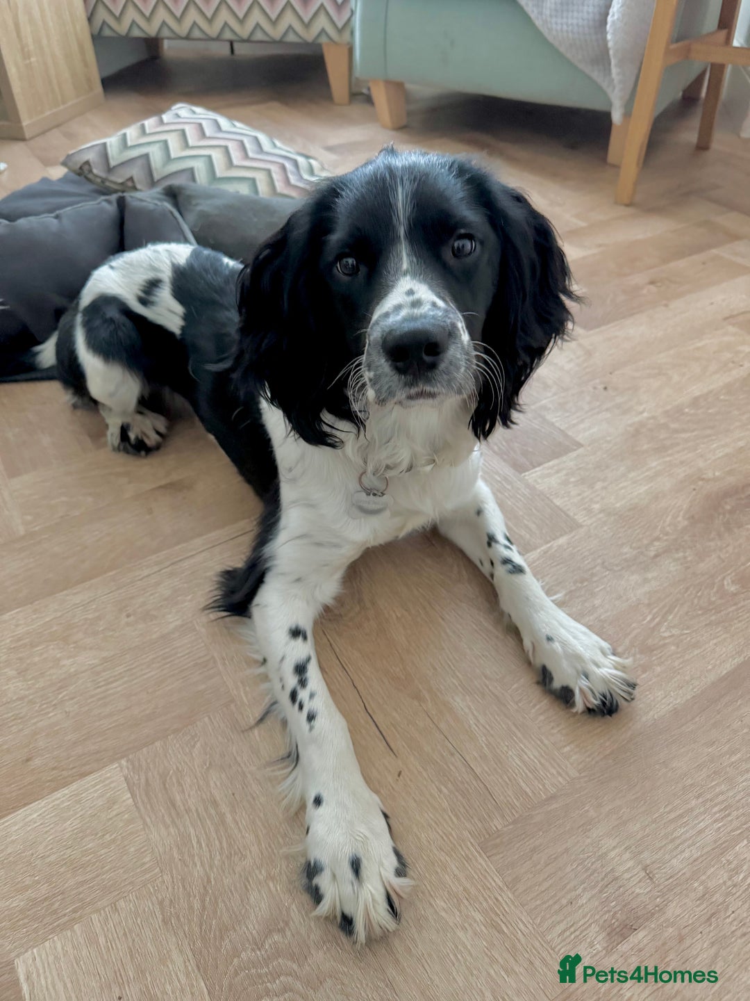 English Springer Spaniel dogs for stud: English Springer Spaniel for stud - Image 1