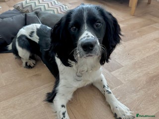 English Springer Spaniel dogs - Advert 5