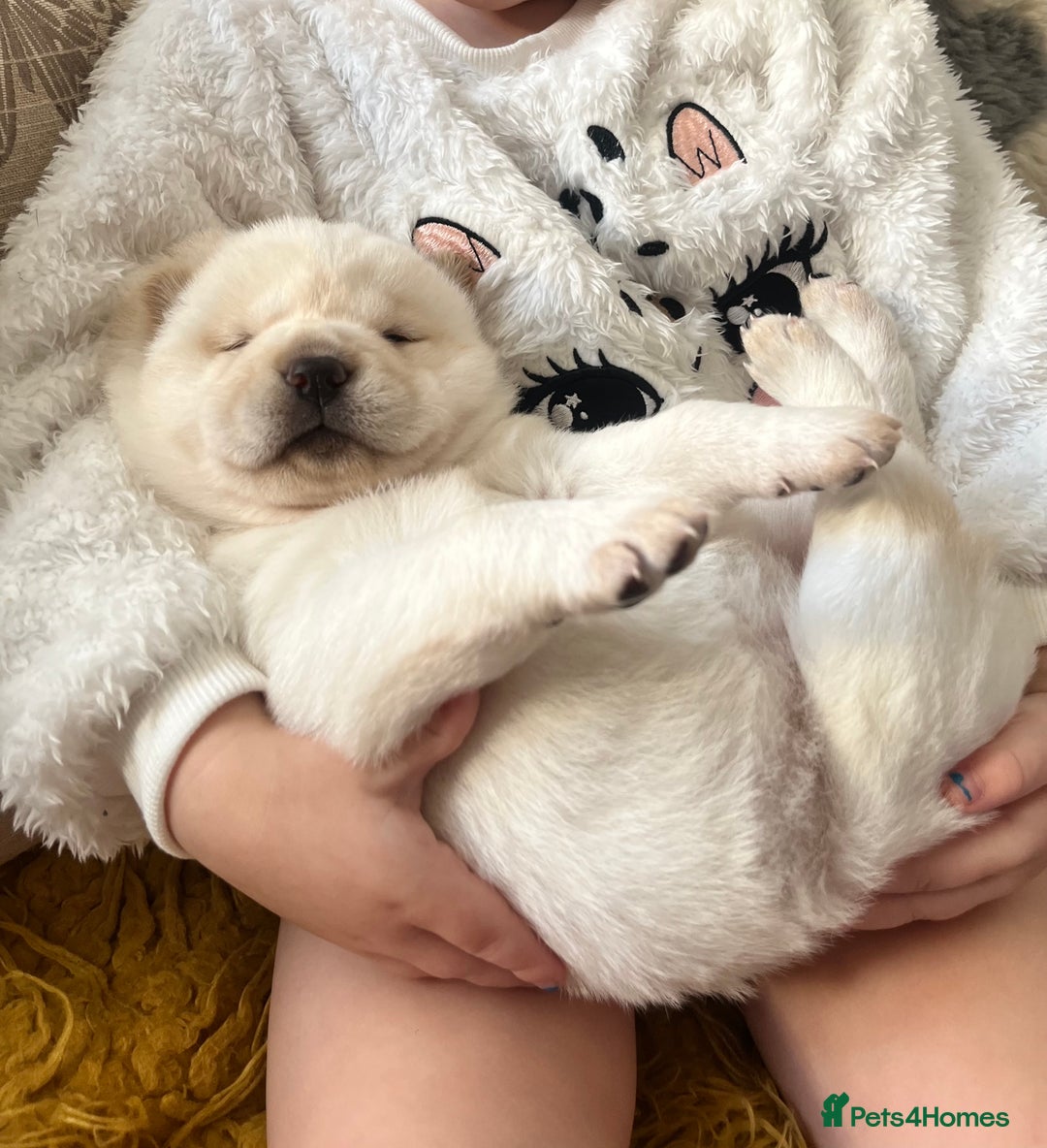 Siberian Husky dogs for sale: 3 fluffy chowski’s  - Advert 25