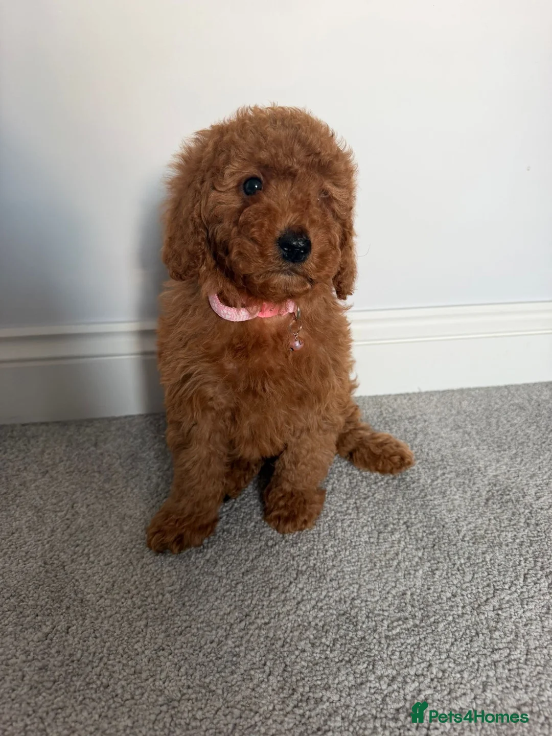 Cockapoo dogs for sale: F1b toy cockapoo Ready to leave  - Advert 1