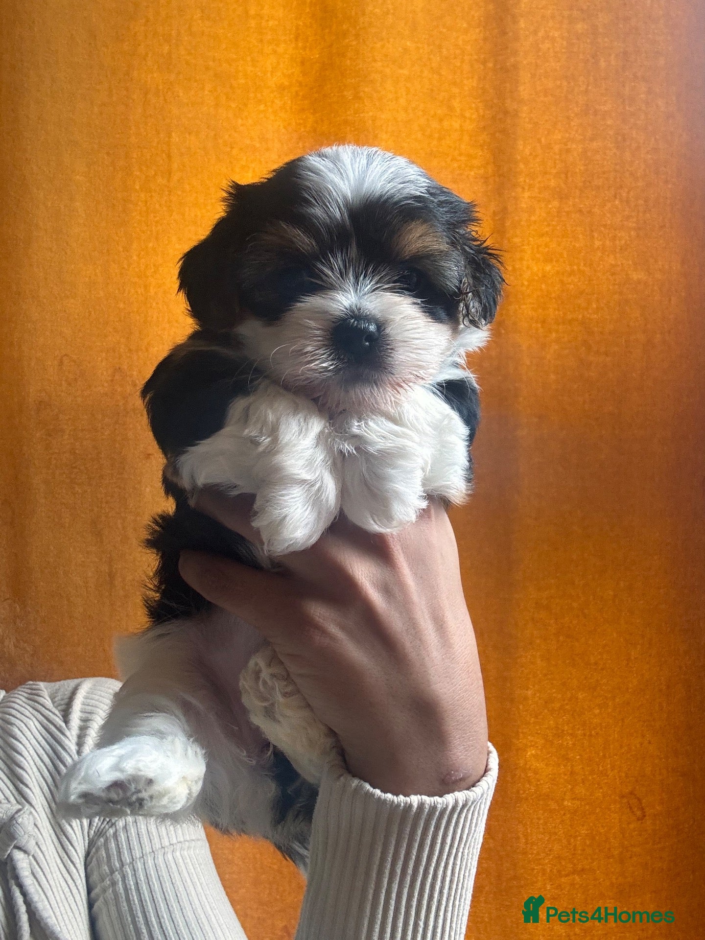 Biewer Terrier dogs 2 boys left  - Advert 3