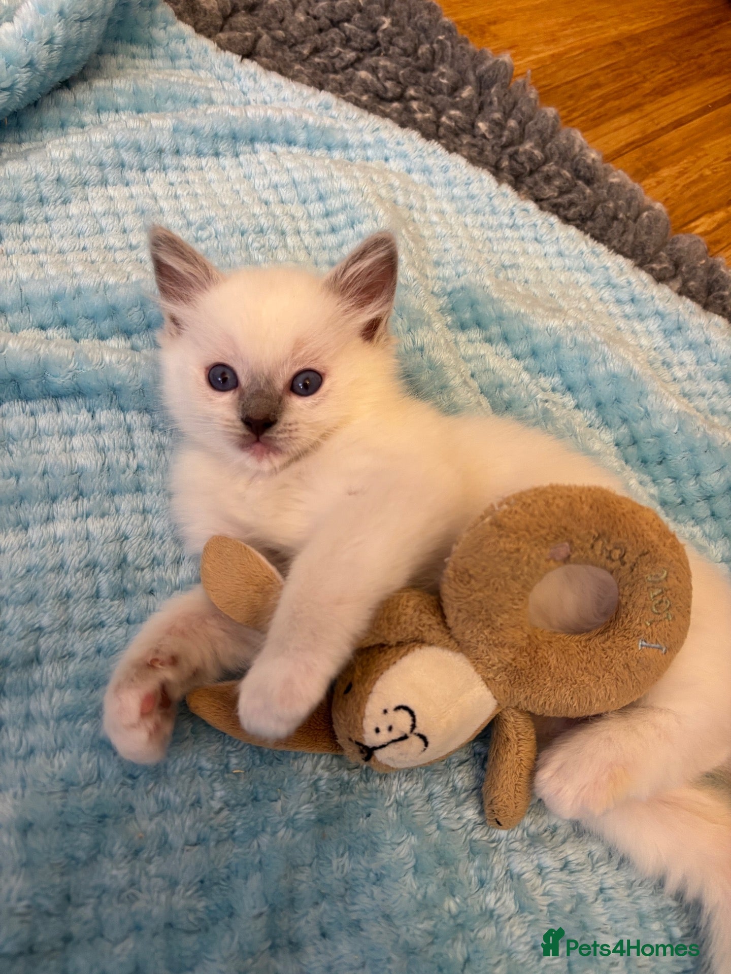 Ragdoll cats GCCF Registered Lilac Ragdoll Kitten  - Advert 2