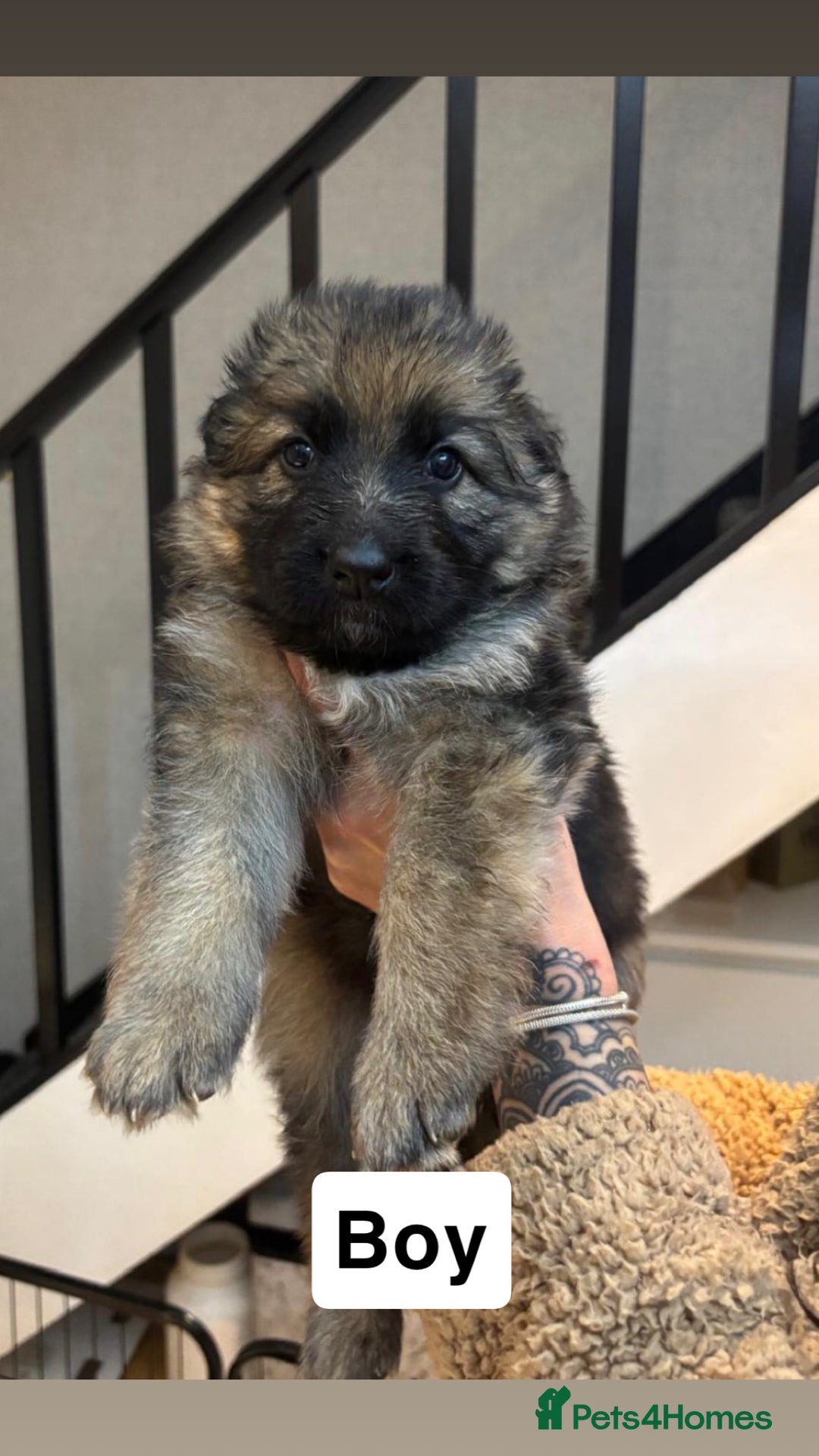 German Shepherd dogs for sale: German shepherd puppies Amber blood line  - Advert 29