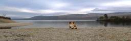 Australian Shepherd dogs for sale: EXPECTED LITTER OF AUSTRALIAN SHEPHERD PUPPIES  - Advert 11