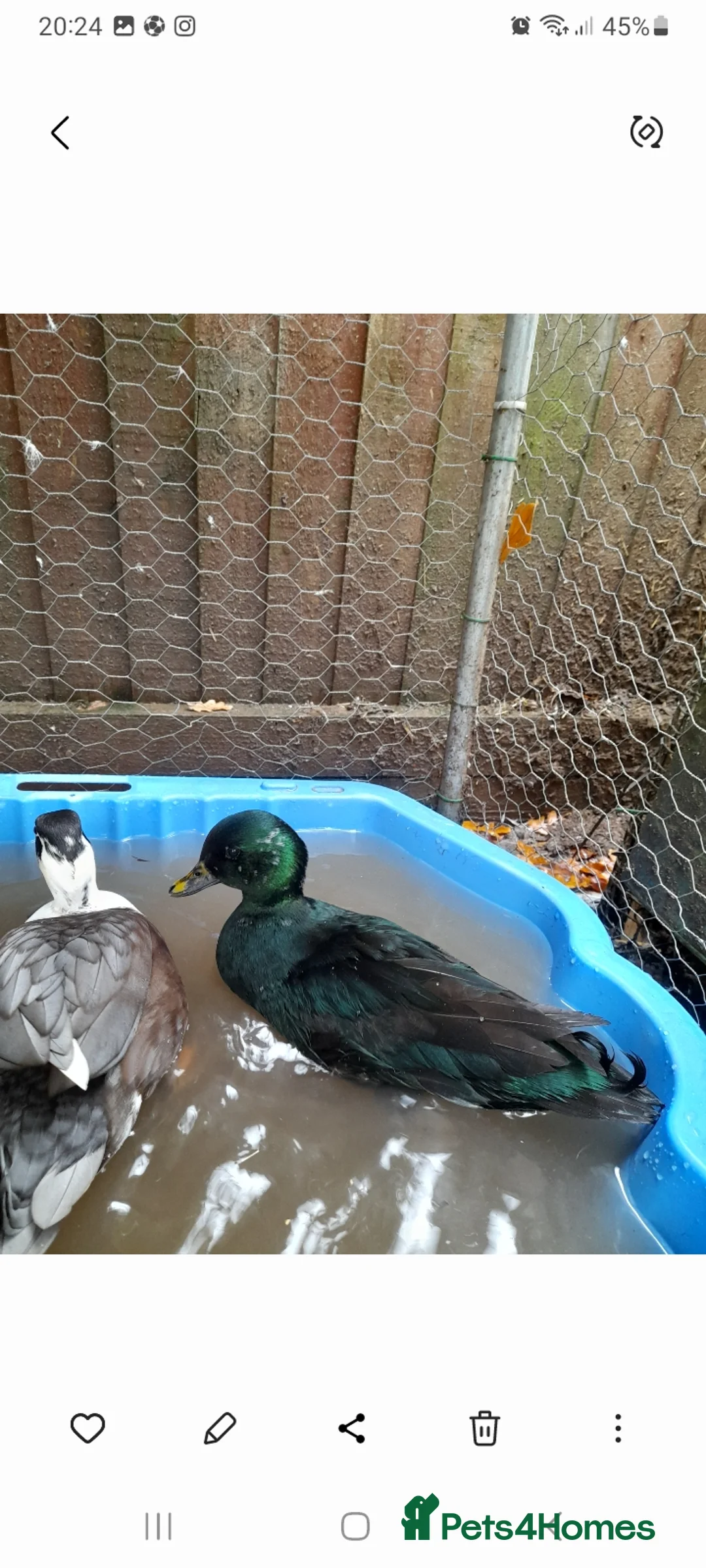 Ducks poultry for sale: 3 male call ducks - Advert 3