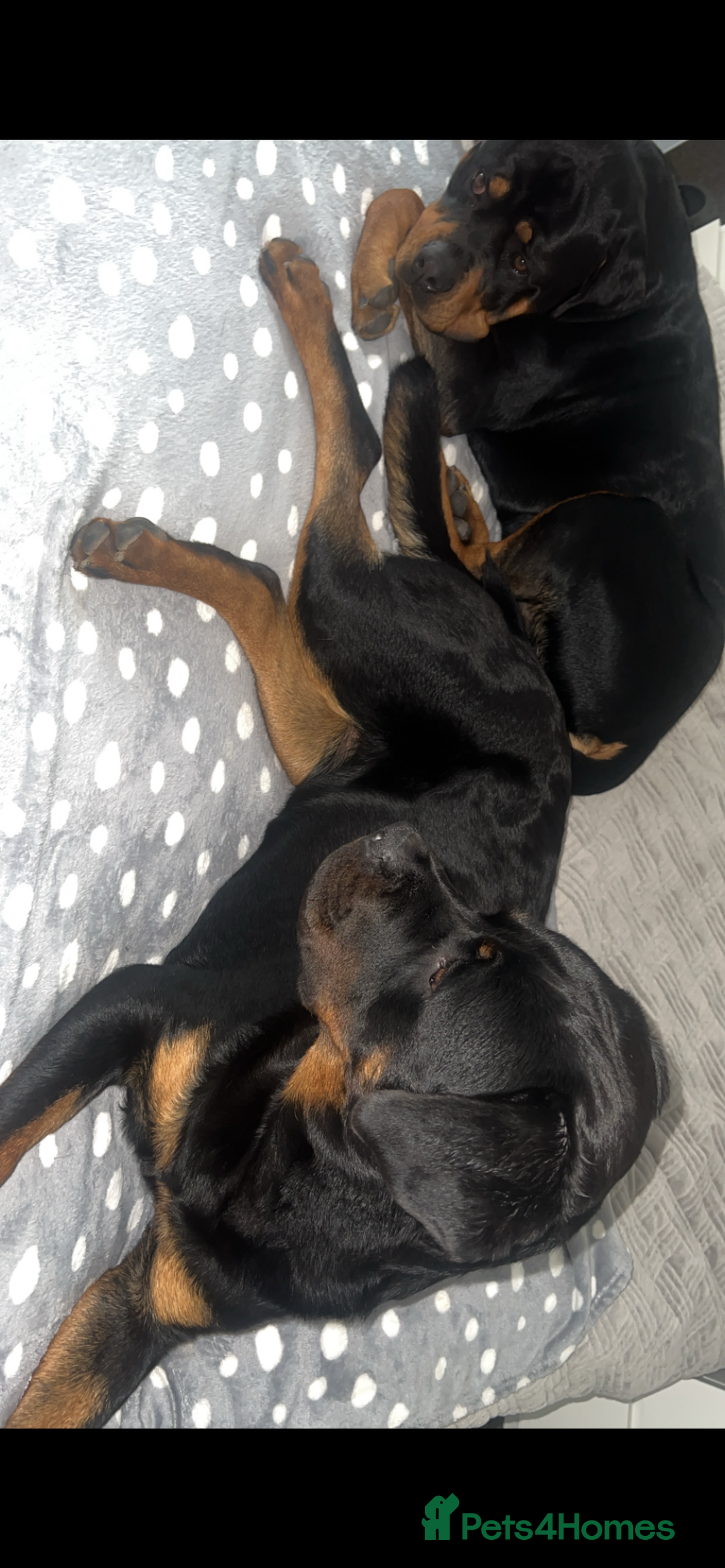 Rottweiler dogs for sale: Stunning Rottweiler puppies  - Image 29
