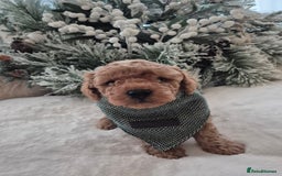 Toy Poodle dogs for sale: KC REG HEALTH TESTED TOY POODLE  - Advert 9