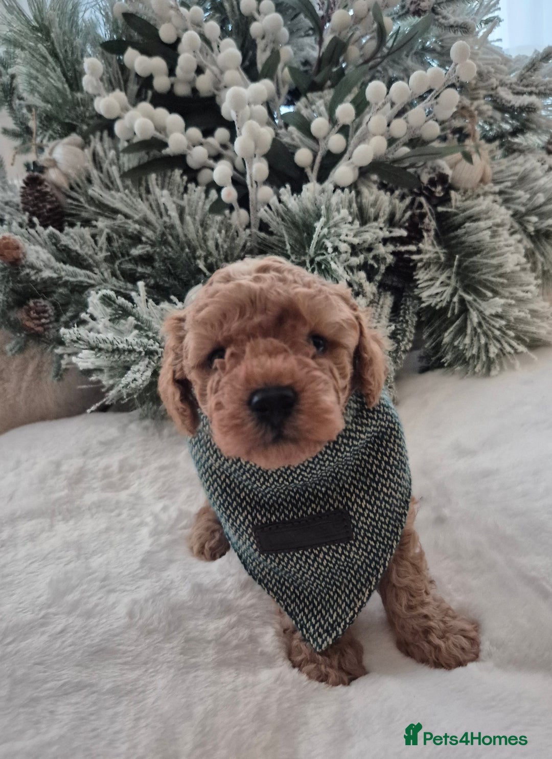 Toy Poodle dogs for sale: KC REG HEALTH TESTED TOY POODLE  - Advert 9