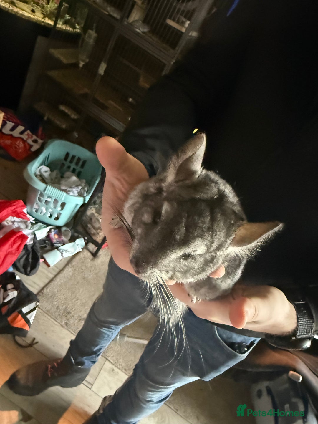 Chinchilla rodents for sale: 3 male chinchillas  - Advert 7