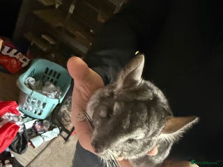 Chinchilla rodents 3 male chinchillas - Advert 2