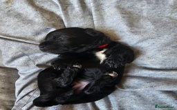 Cockapoo dogs for sale: 4 beautiful cockapoo puppies - Image 11
