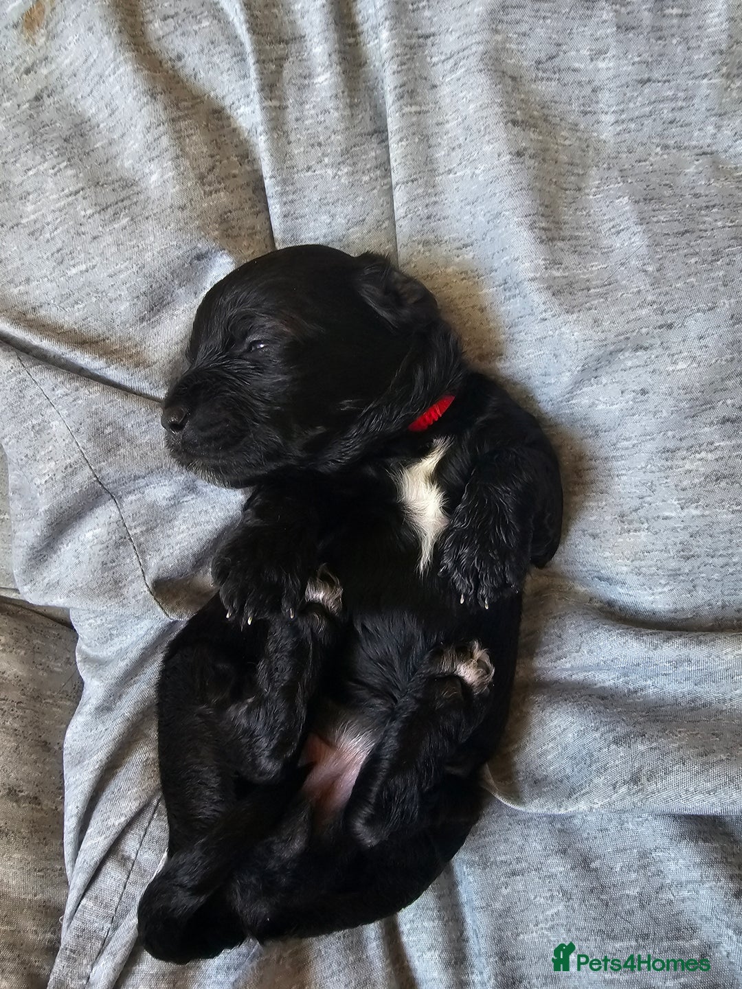 Cockapoo dogs for sale: 4 beautiful cockapoo puppies - Image 11