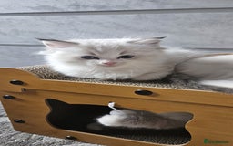 Ragdoll cats for sale: Tica registeeed tabby bicolour ragdolls - Image 23