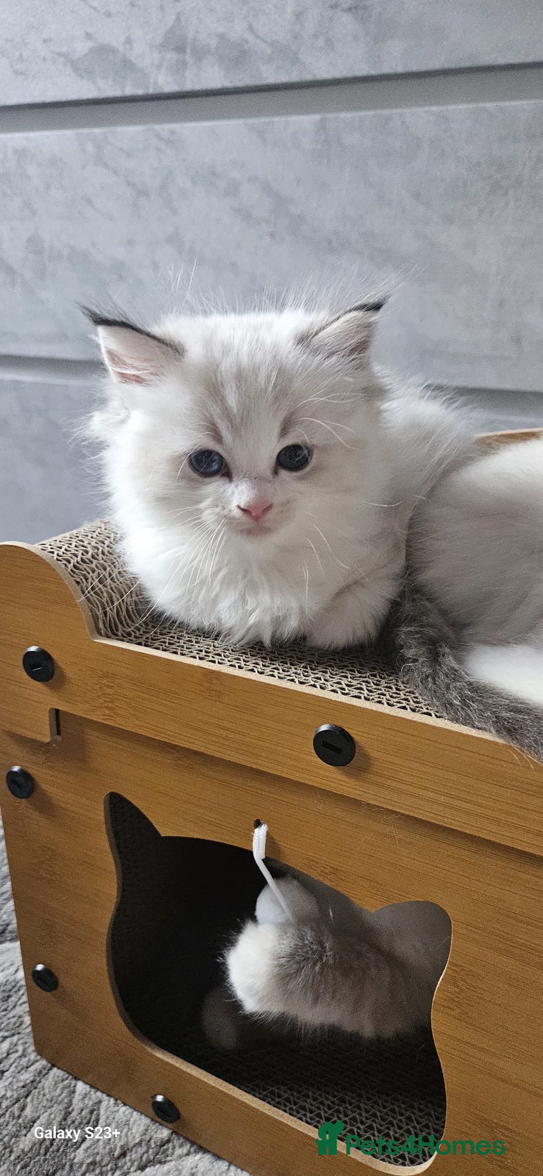 Ragdoll cats for sale: Tica registeeed tabby bicolour ragdolls - Image 23